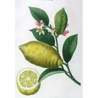 Antique Print by Pancrace Bessa – Lemon Tree (Citrus)