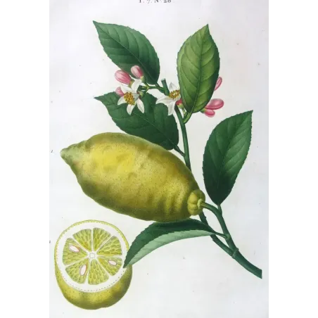 Antique Print by Pancrace Bessa – Lemon Tree (Citrus)