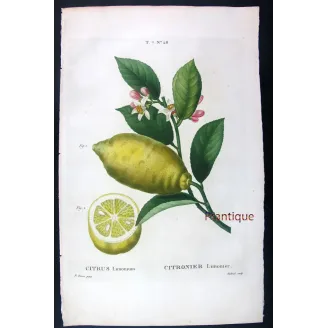 Antique Print by Pancrace Bessa – Lemon Tree (Citrus)
