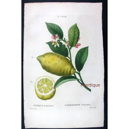 Antique Print by Pancrace Bessa – Lemon Tree (Citrus)