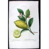 Lemon Tree (*Citrus*),  Citronnier Limonier,Antique botanical print by Bessa (c.1801-1819)
