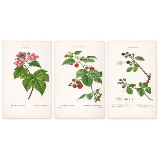 Rubus Set – Antique Botanical Engravings by Bessa