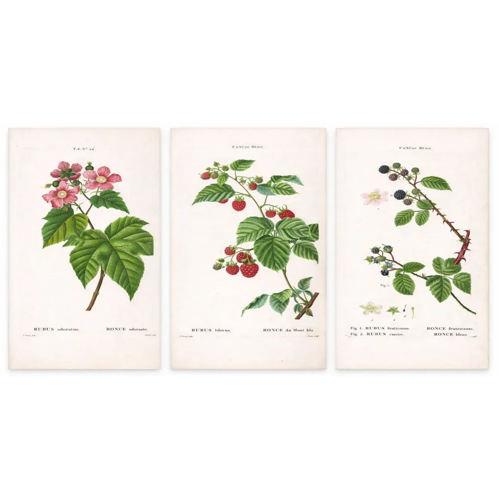 Rubus Set – Antique Botanical Engravings by Bessa