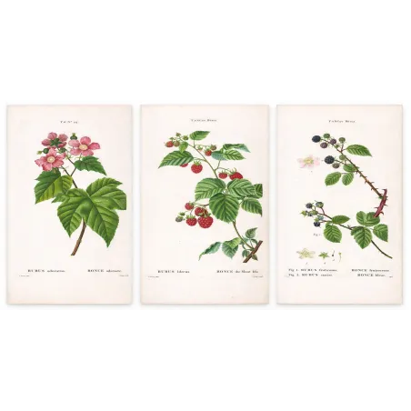 Rubus Set – Antique Botanical Engravings by Bessa