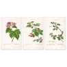 Portfolio of Three Rubus Engravings (Raspberry & Bramble) — Pancrace Bessa, c.1801–1819