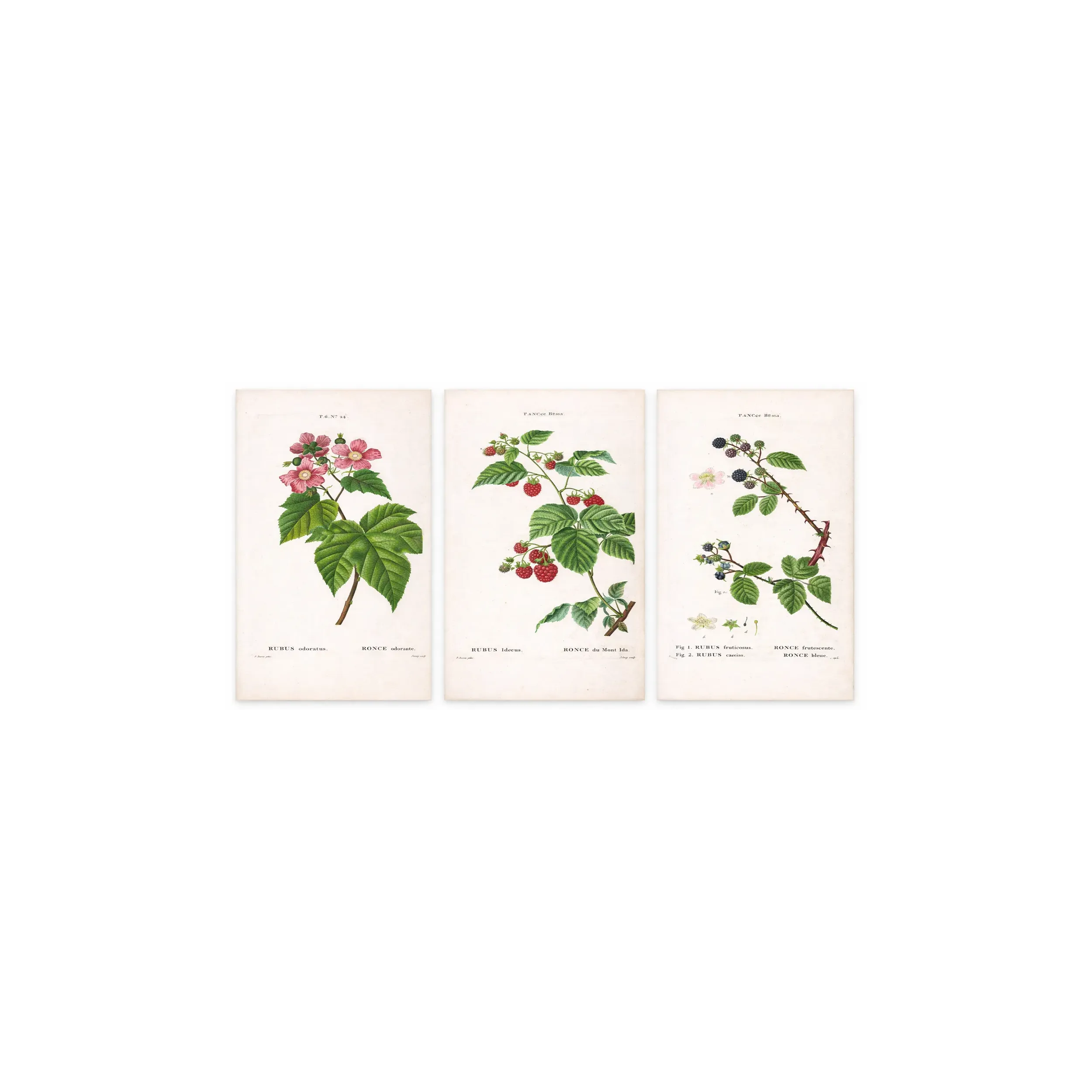 Rubus Set – Antique Botanical Engravings by Bessa