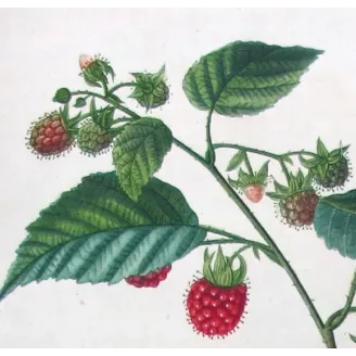 Rubus Set – Antique Botanical Engravings by Bessa