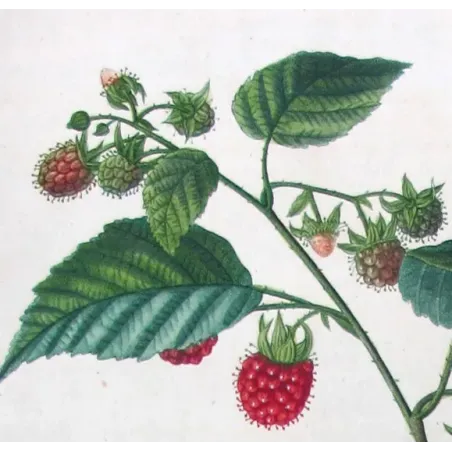 Rubus Set – Antique Botanical Engravings by Bessa
