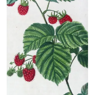 Rubus Set – Antique Botanical Engravings by Bessa