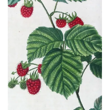 Rubus Set – Antique Botanical Engravings by Bessa
