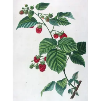 Rubus Set – Antique Botanical Engravings by Bessa