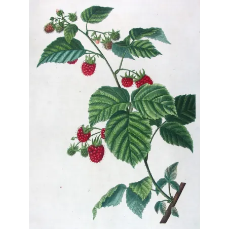 Rubus Set – Antique Botanical Engravings by Bessa