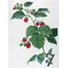 Portfolio of Three Rubus Engravings (Raspberry & Bramble) — Pancrace Bessa, c.1801–1819