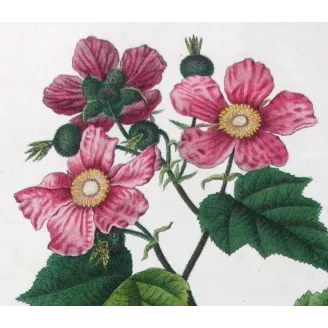 Rubus Set – Antique Botanical Engravings by Bessa
