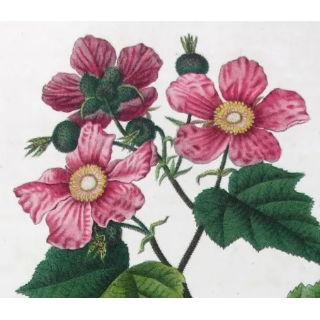 Rubus Set – Antique Botanical Engravings by Bessa