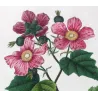 Portfolio of Three Rubus Engravings (Raspberry & Bramble) — Pancrace Bessa, c.1801–1819