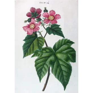 Rubus Set – Antique Botanical Engravings by Bessa