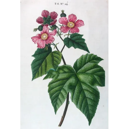 Rubus Set – Antique Botanical Engravings by Bessa