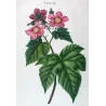 Portfolio of Three Rubus Engravings (Raspberry & Bramble) — Pancrace Bessa, c.1801–1819