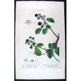 Rubus Set – Antique Botanical Engravings by Bessa