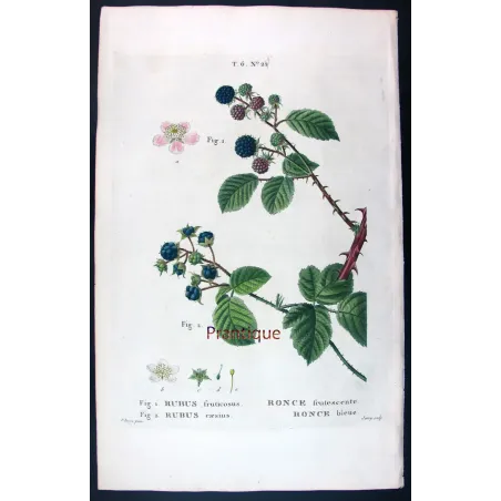 Rubus Set – Antique Botanical Engravings by Bessa
