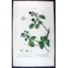 Portfolio of Three Rubus Engravings (Raspberry & Bramble) — Pancrace Bessa, c.1801–1819