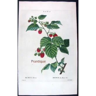 Rubus Set – Antique Botanical Engravings by Bessa