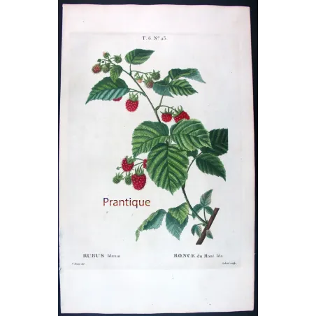Rubus Set – Antique Botanical Engravings by Bessa