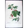 Portfolio of Three Rubus Engravings (Raspberry & Bramble) — Pancrace Bessa, c.1801–1819