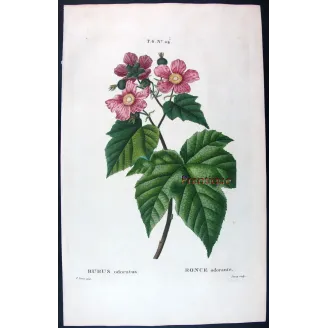 Rubus Set – Antique Botanical Engravings by Bessa