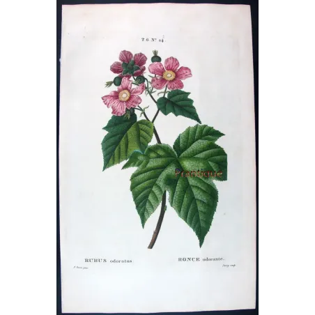 Rubus Set – Antique Botanical Engravings by Bessa