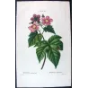 Portfolio of Three Rubus Engravings (Raspberry & Bramble) — Pancrace Bessa, c.1801–1819