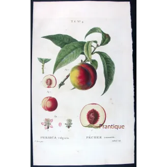 Pancrace Bessa – Complete Set of 8 Peach Engravings