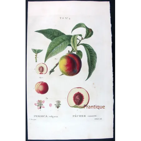 Pancrace Bessa – Complete Set of 8 Peach Engravings