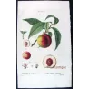 Portfolio  Of Eight Original Peach Plates (Persica vulgaris) – Complete Botanical Study by Pancrace Bessa (c.1801–1819)