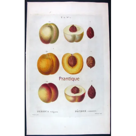 Pancrace Bessa – Complete Set of 8 Peach Engravings