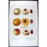 Portfolio  Of Eight Original Peach Plates (Persica vulgaris) – Complete Botanical Study by Pancrace Bessa (c.1801–1819)