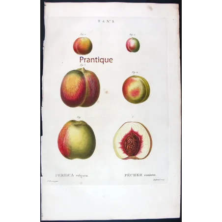 Pancrace Bessa – Complete Set of 8 Peach Engravings
