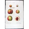 Portfolio  Of Eight Original Peach Plates (Persica vulgaris) – Complete Botanical Study by Pancrace Bessa (c.1801–1819)