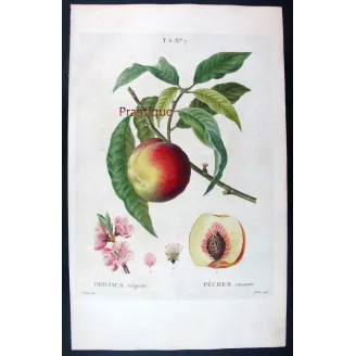 Pancrace Bessa – Complete Set of 8 Peach Engravings