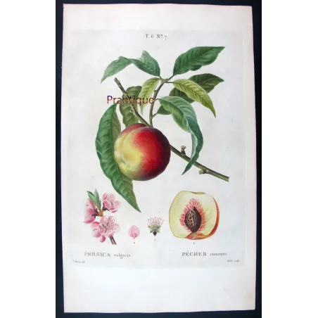 Pancrace Bessa – Complete Set of 8 Peach Engravings