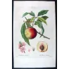 Portfolio  Of Eight Original Peach Plates (Persica vulgaris) – Complete Botanical Study by Pancrace Bessa (c.1801–1819)