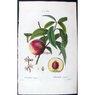Pancrace Bessa – Complete Set of 8 Peach Engravings