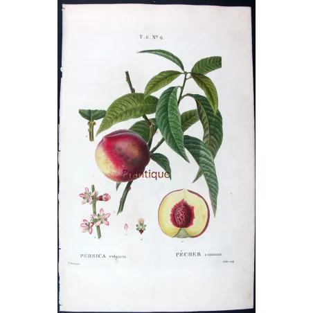 Pancrace Bessa – Complete Set of 8 Peach Engravings