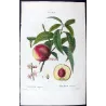 Portfolio  Of Eight Original Peach Plates (Persica vulgaris) – Complete Botanical Study by Pancrace Bessa (c.1801–1819)
