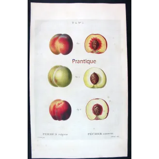 Pancrace Bessa – Complete Set of 8 Peach Engravings