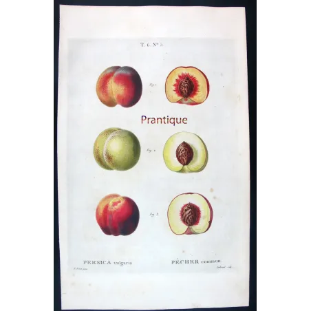 Pancrace Bessa – Complete Set of 8 Peach Engravings