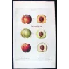 Portfolio  Of Eight Original Peach Plates (Persica vulgaris) – Complete Botanical Study by Pancrace Bessa (c.1801–1819)