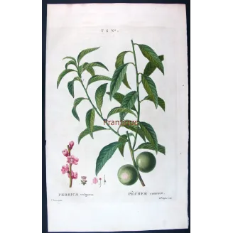 Pancrace Bessa – Complete Set of 8 Peach Engravings