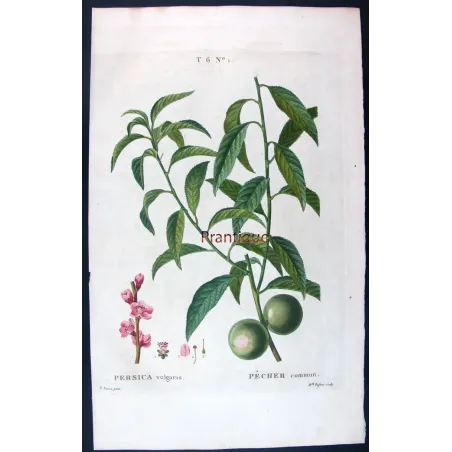 Pancrace Bessa – Complete Set of 8 Peach Engravings